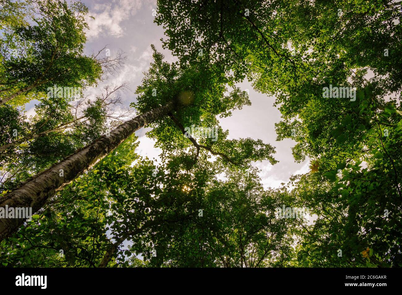 Sunlight in the Forest Stock Photo Alamy