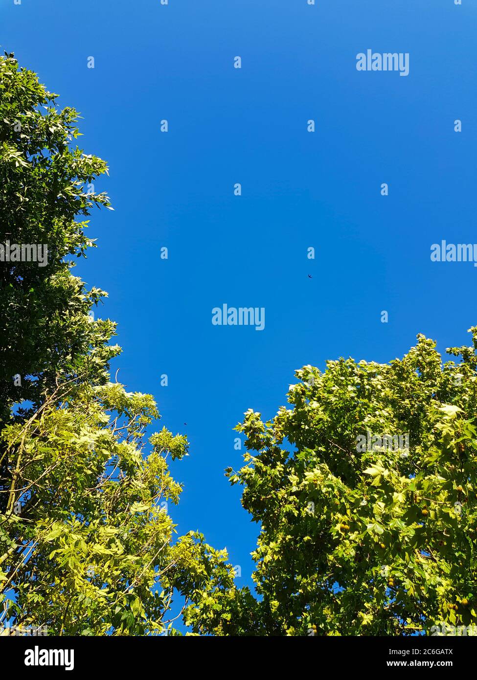Blue sky and green trees with copy space Stock Photo - Alamy