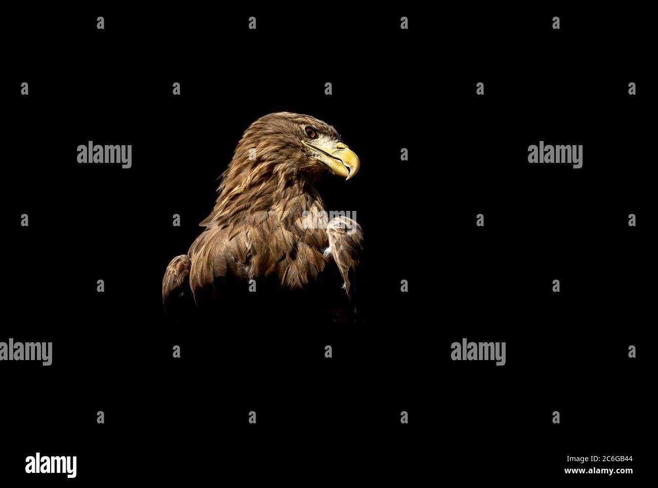 white-tailed eagle in a majestic pose on a black background Stock Photo