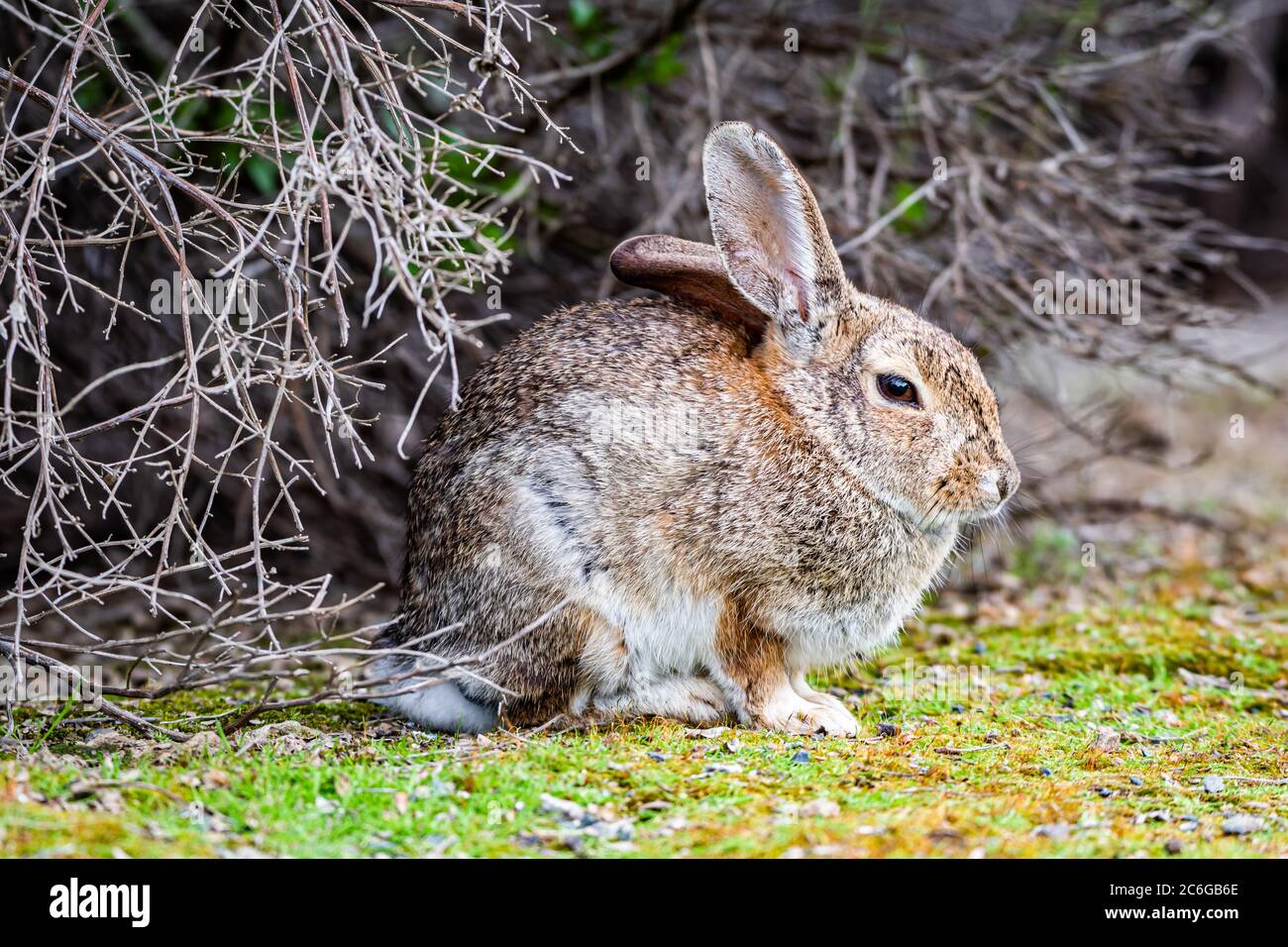 Eastern cottontail North America common rabbit Stock Photo Alamy