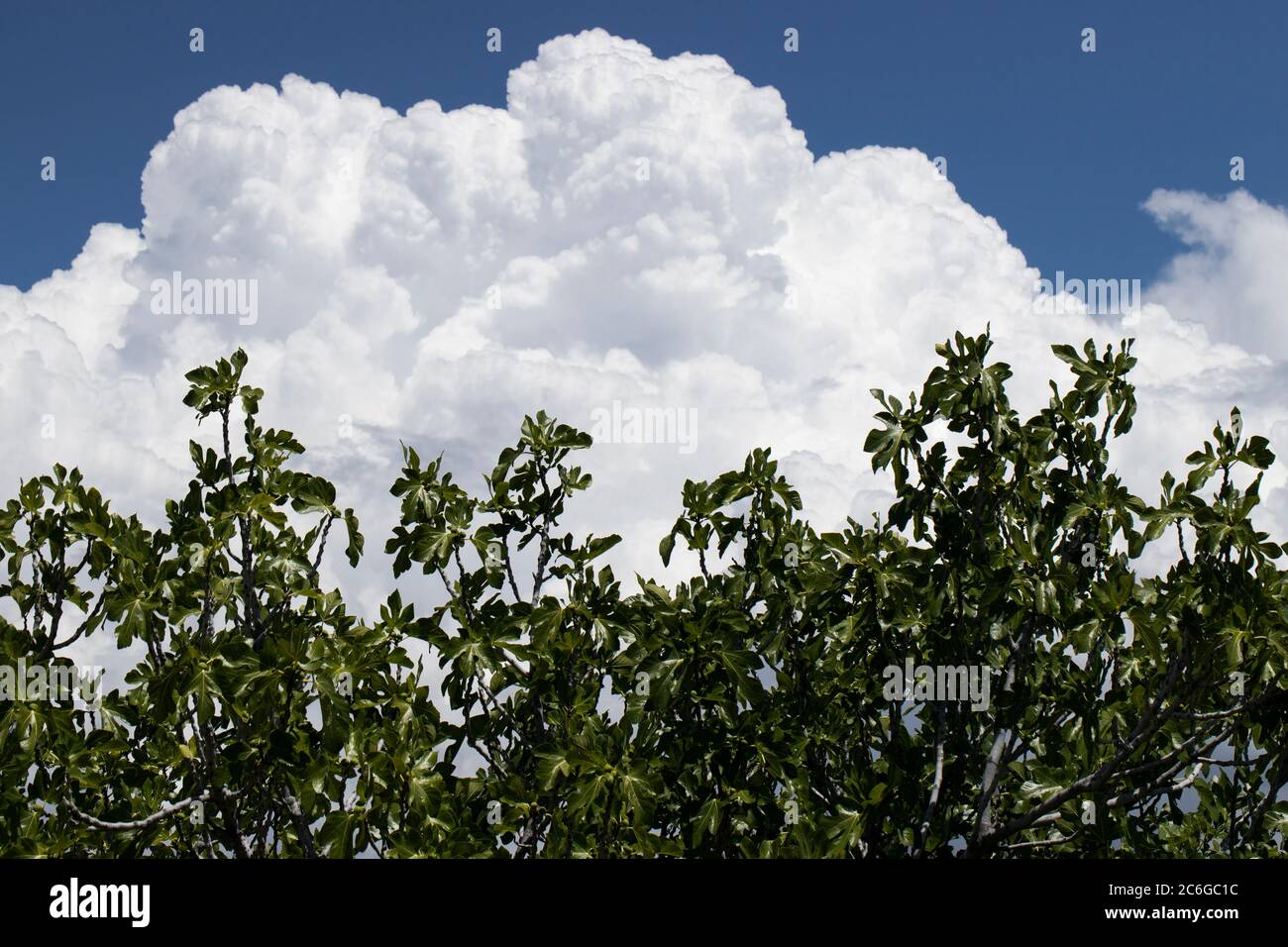 fig tree under a blue sky. Close up Stock Photo - Alamy