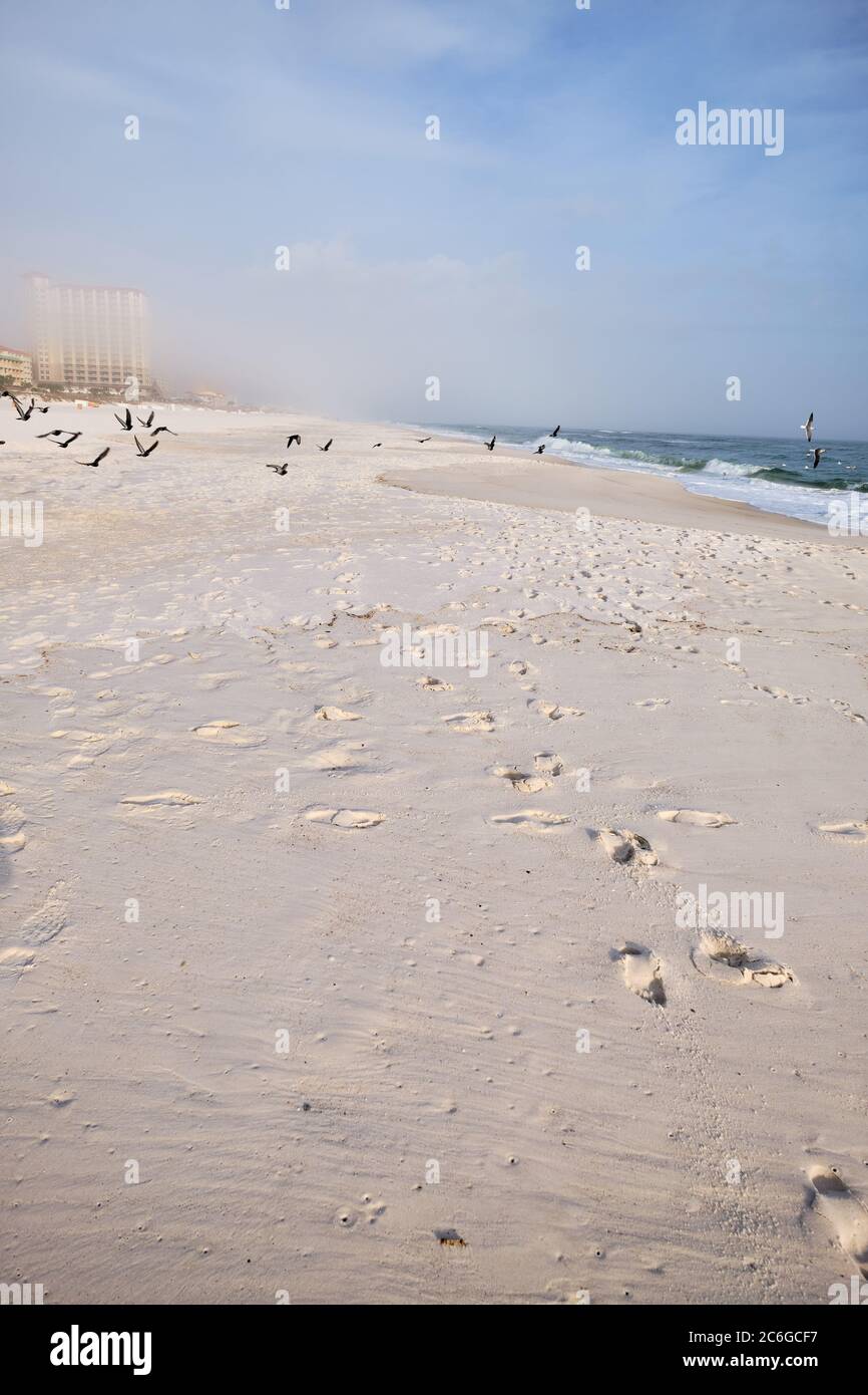 Only birds enjoy quiet, foggy winter morning on spectacular white sand beach near Destin, FL. Earlier, people walked barefoot leaving footprints... Stock Photo