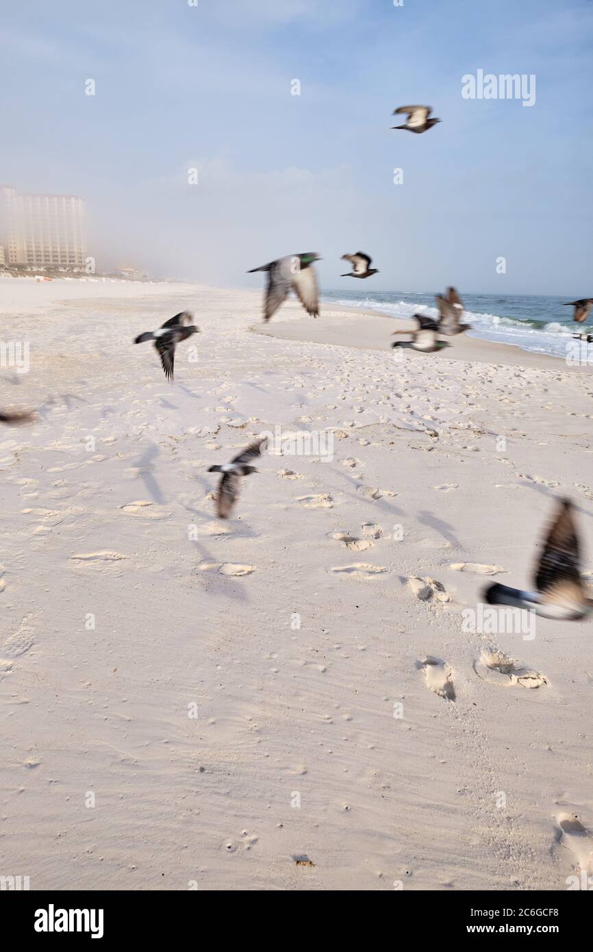 Sea birds in flight as photographer gets closer on quiet, foggy, winter morning on the Gulf Coast, Florida Stock Photo