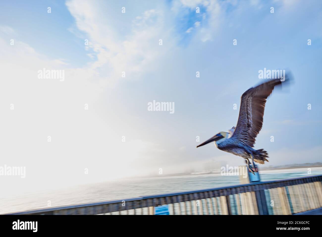 Getting Away From It All! Pelican leaves Pensacola Pier displaying his plumage with wing fully extended.  Motion-blurred. Stock Photo