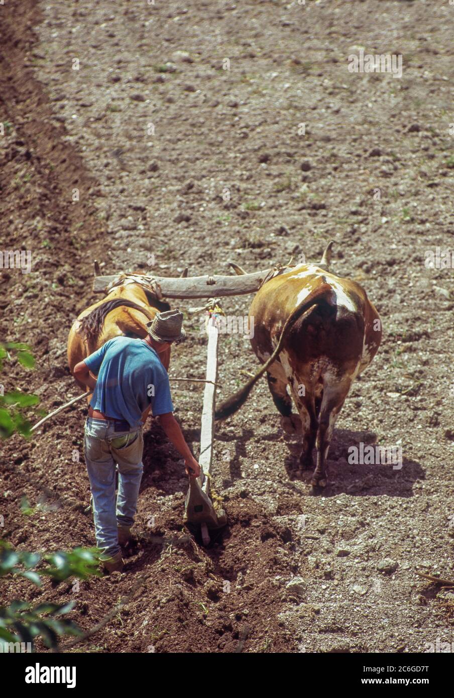 Farmer plowing field with oxes, Merida state, Venezuela Stock Photo