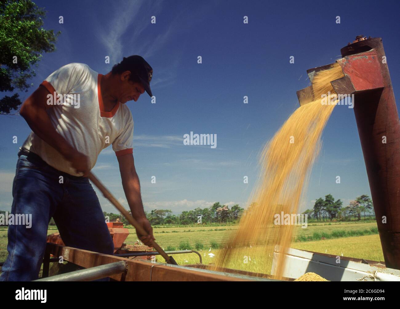 Loading truck with rice from combine harvester, Portuguesa state ...