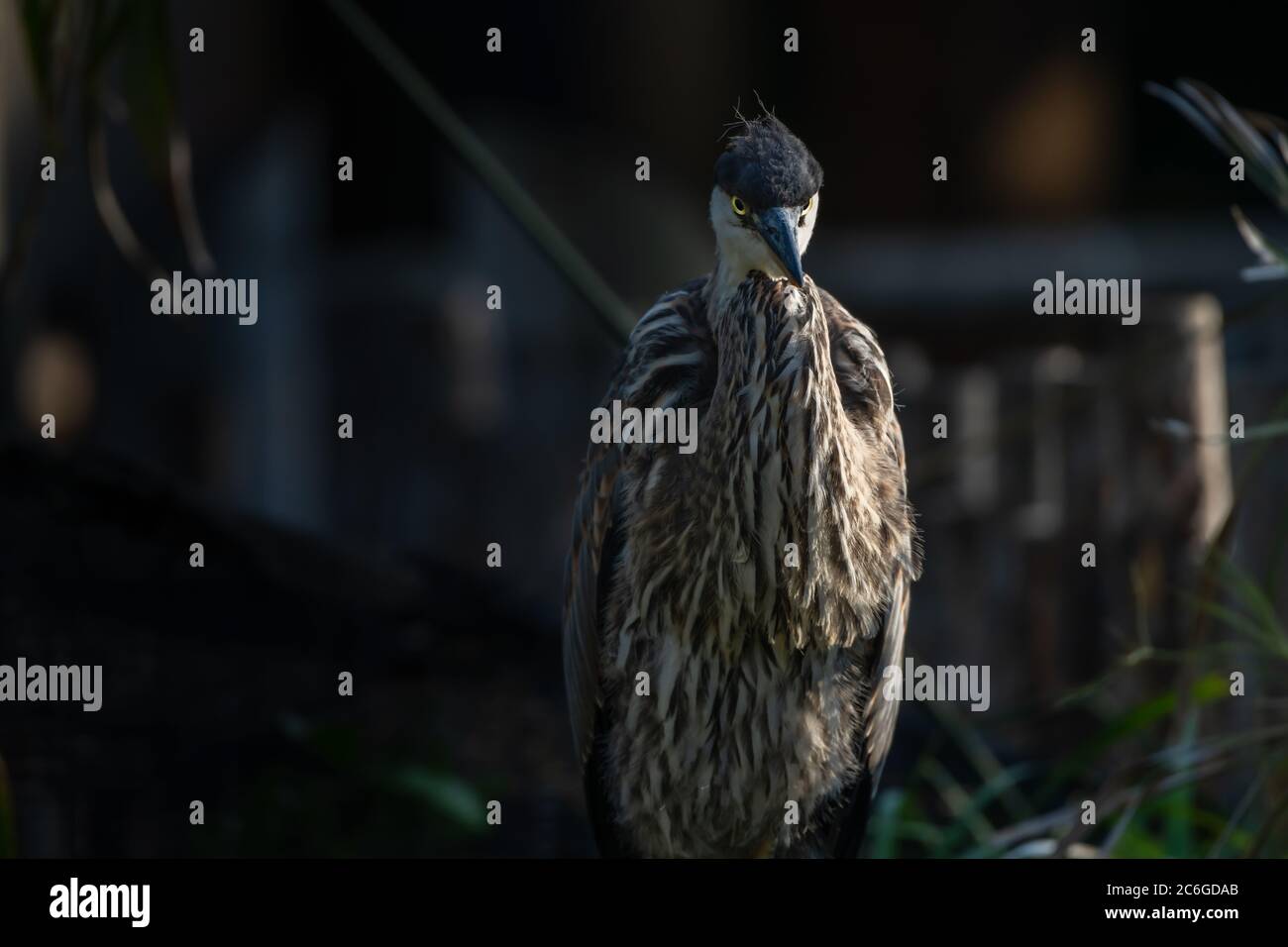 Angry Bird Great Blue Heron front photo small face long beak hunting for  fish funny facial expression Stock Photo - Alamy