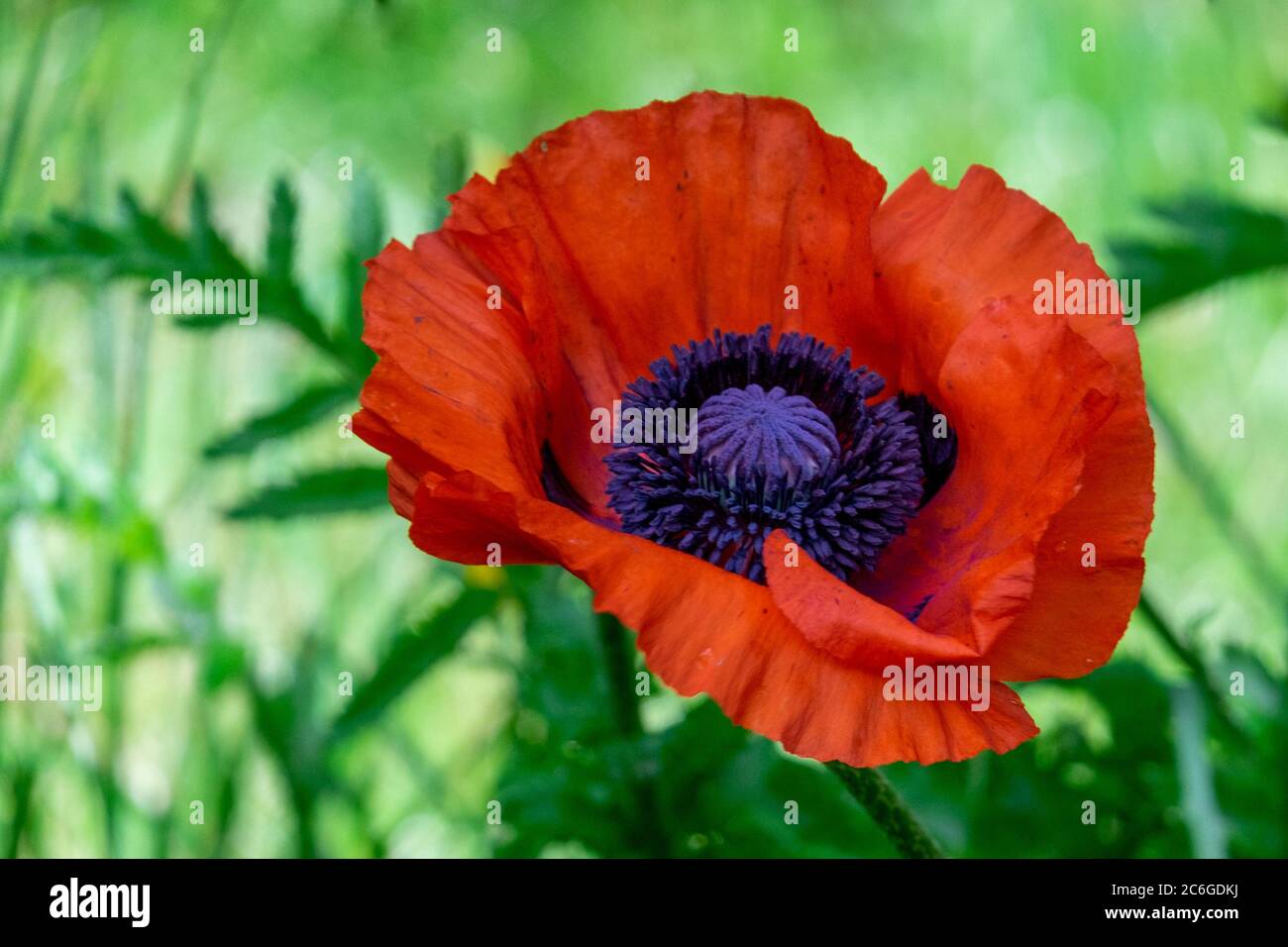 A macro of a single flowering plant, a poppy, which has a tall stem, long leaves and is among grass in a garden. Stock Photo
