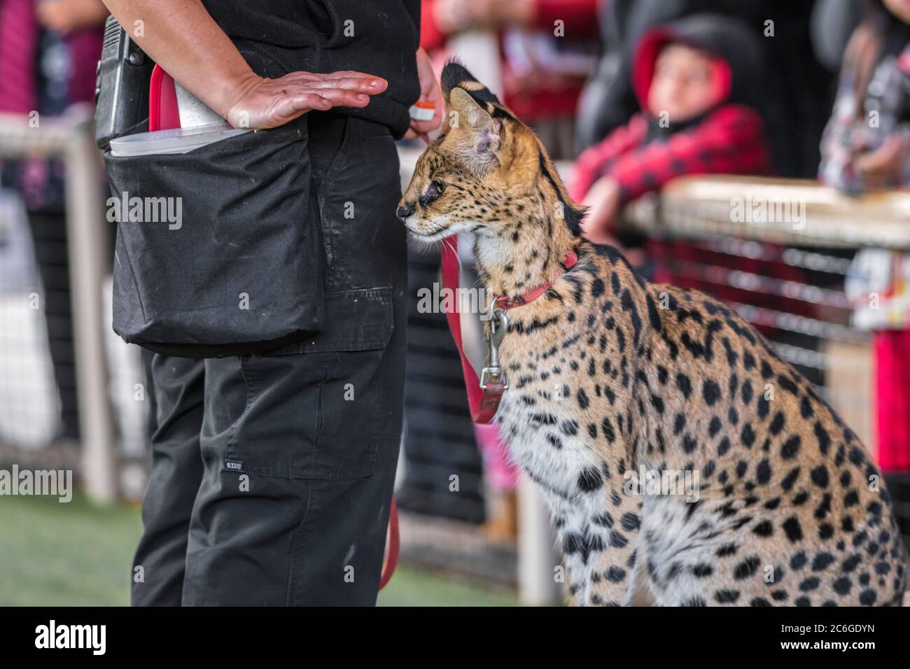 An Adorable African Serval Cat Was Trained And Asked To Stop Serval Cat Has 50 Percent Kill Rate Very Dangerous But They Can Be Trained Stock Photo Alamy An Adorable African Serval Cat Was Trained And Asked To Stop Serval Cat Has 50 Percent Kill Rate Very Dangerous But They Can Be Trained Stock Photo Alamy