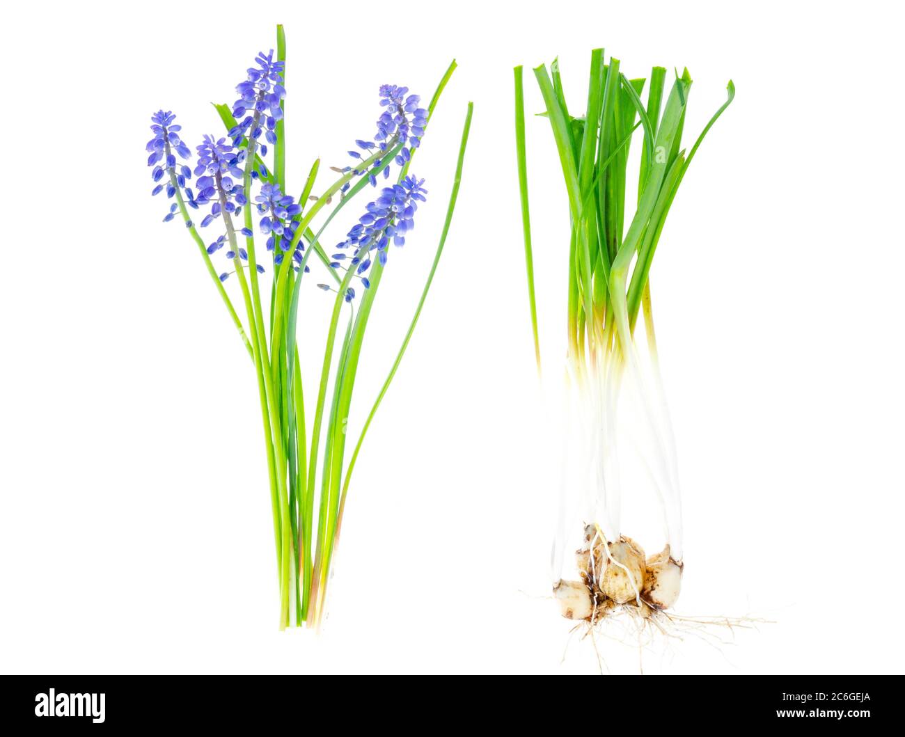 Blue inflorescences and bulbs Muscari on white background Stock Photo