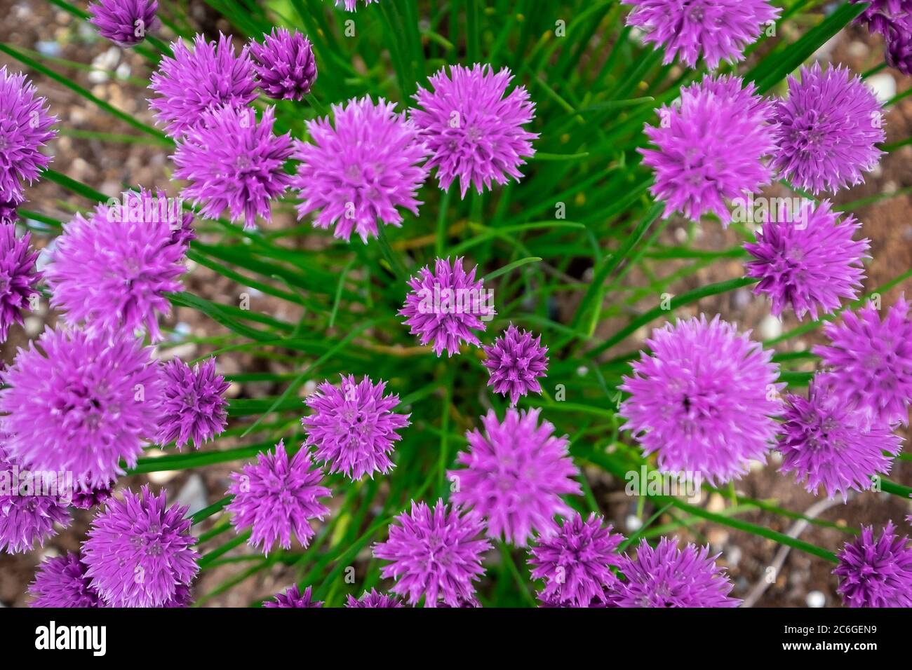 Edible stems hires stock photography and images Alamy