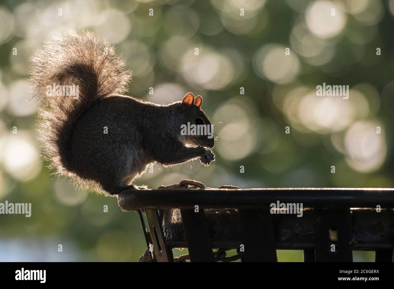 backlit grey squirrel eating trash food standing on the trash bin Stock Photo Alamy