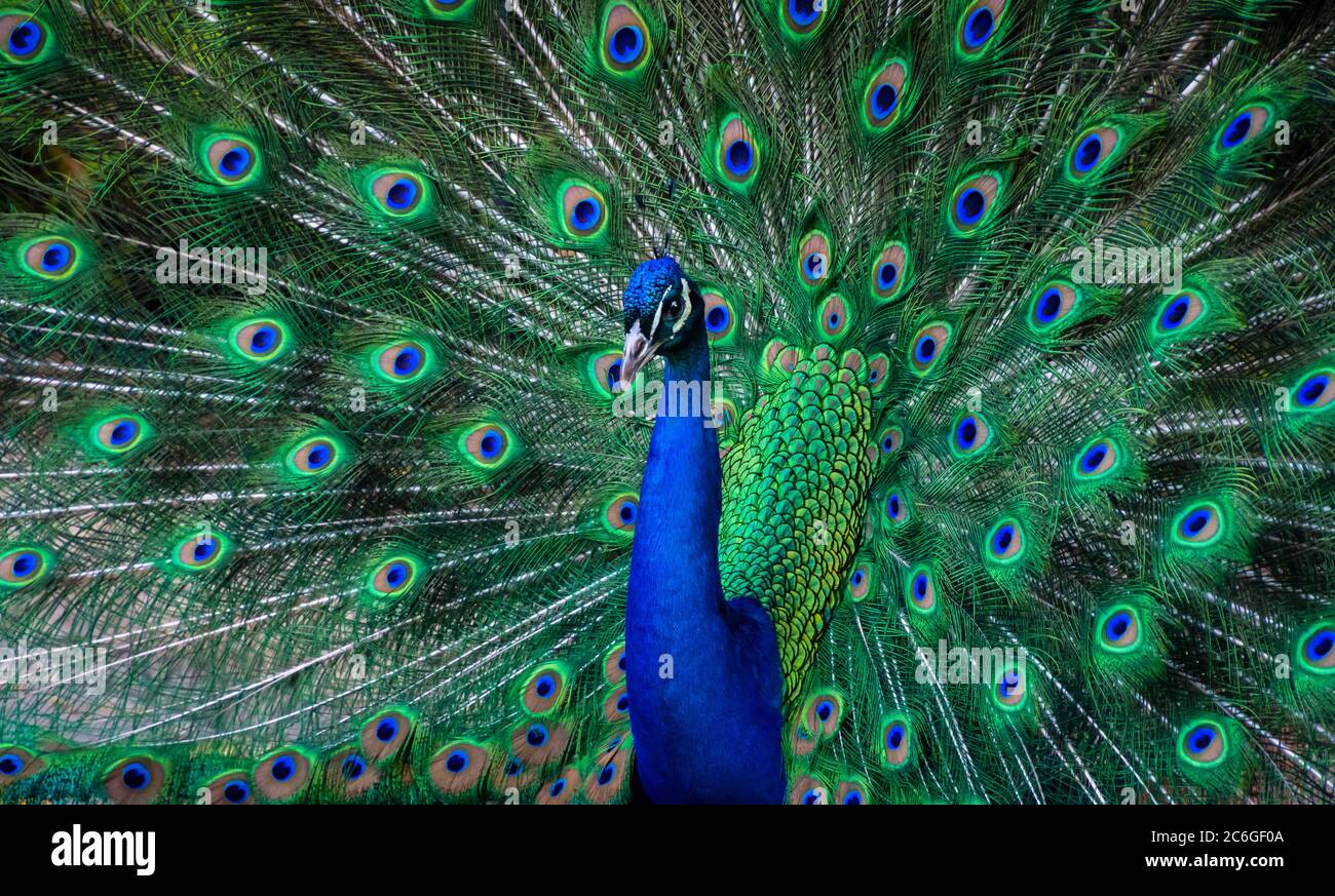 Peacock dance hi-res stock photography and images - Alamy