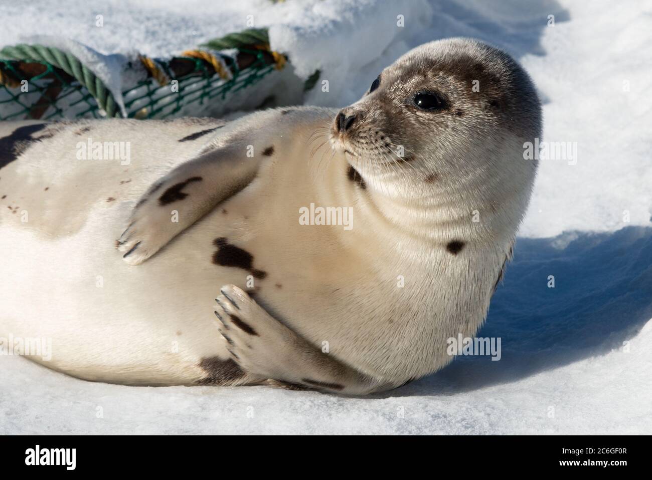 A large harp seal moving along on top of ice and snow.  You can see its long flippers and sharp claws. Stock Photo