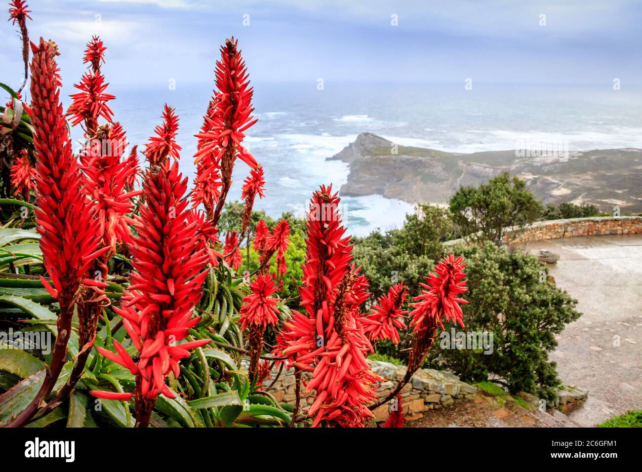 Beautiful misty sea from a view point at Cape Point Nature Reserve, with  Aloe ferox flowers, Cape Point, Cape Town, South Africa Stock Photo - Alamy