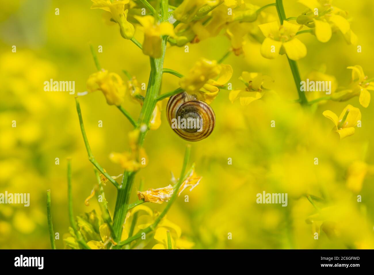 Land Snail on Branch in Springtime Stock Photo