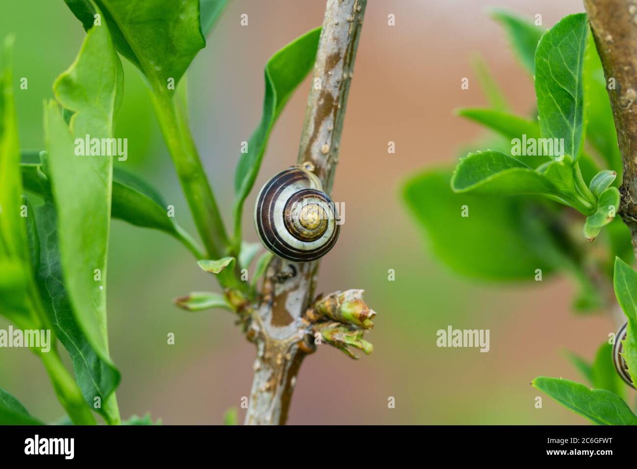 Land Snail on Branch in Springtime Stock Photo