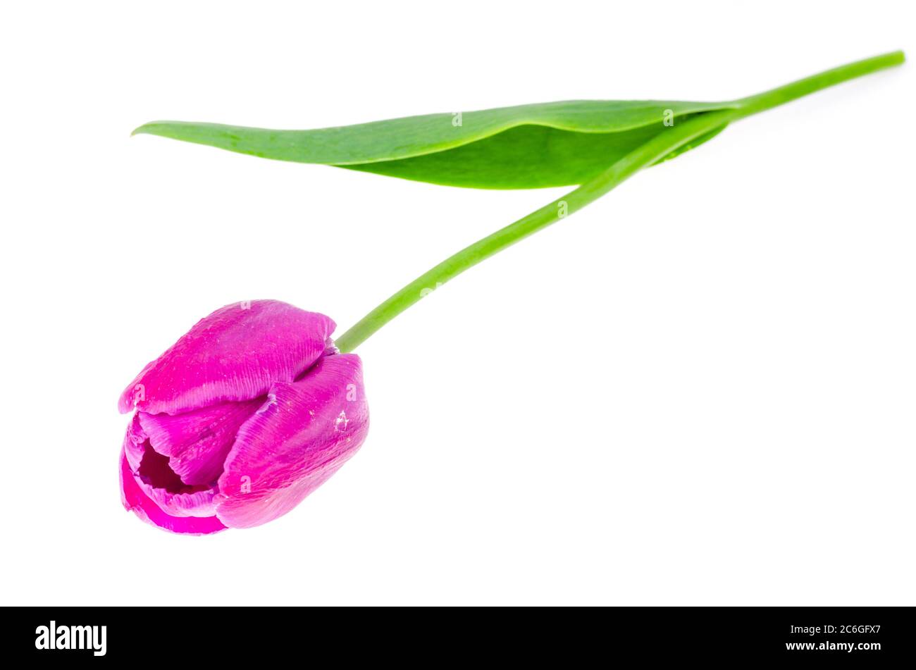 Single burgundy tulip on white background. Photo Stock Photo