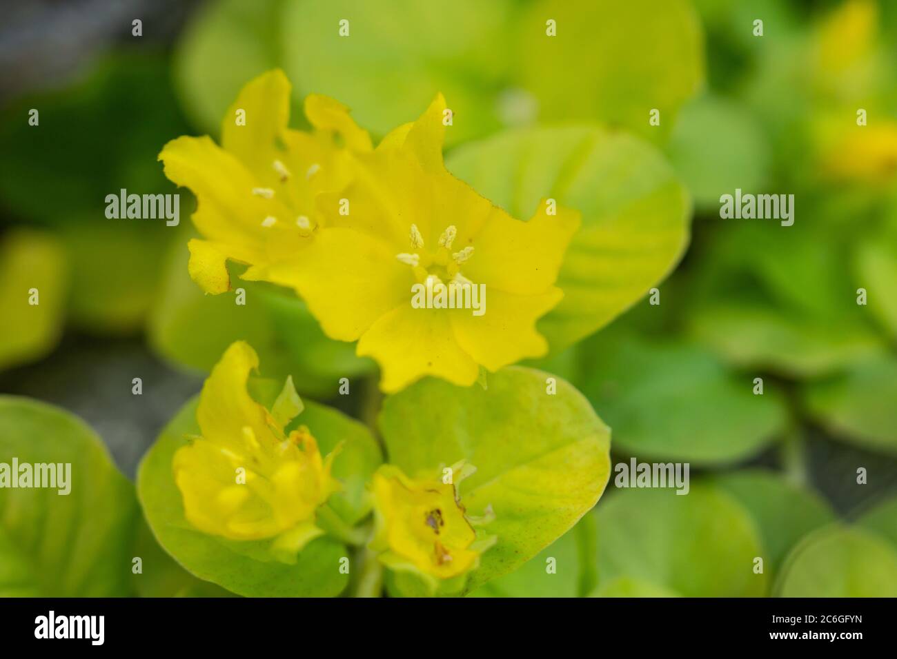 Creeping Jenny Flowers in Springtime Stock Photo