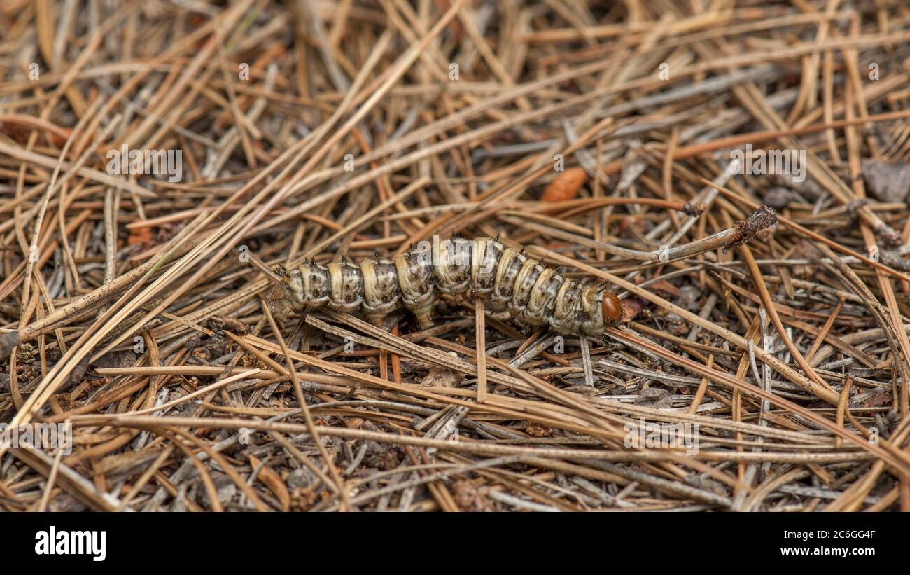 A caterpillar of the Pandora Moth (Coloradia pandora) on the forest floor  in a central Oregon pine forest Stock Photo - Alamy