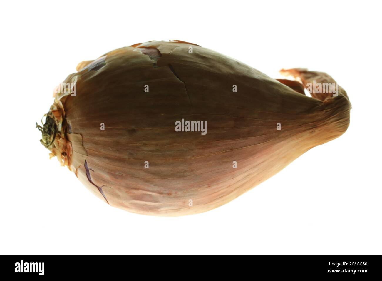 Shallot onion (Allium cepa var. aggregatum Stock Photo Alamy