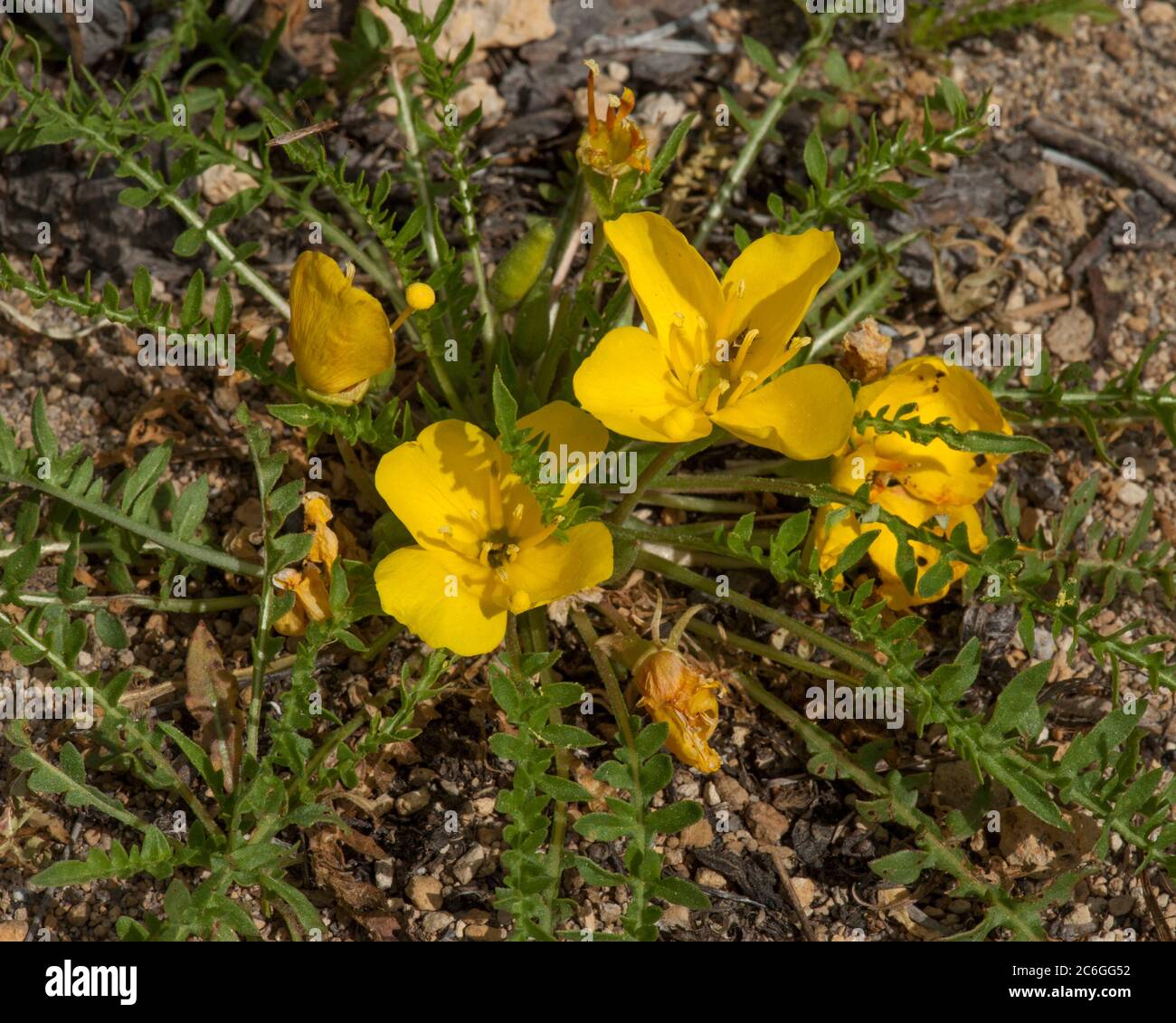 Tansy-Leaved Evening Primrose (Taraxia tanacetifolia, formerly known as Camissonia tanacetifolia) also called Suncups, found growing on the shore of W Stock Photo