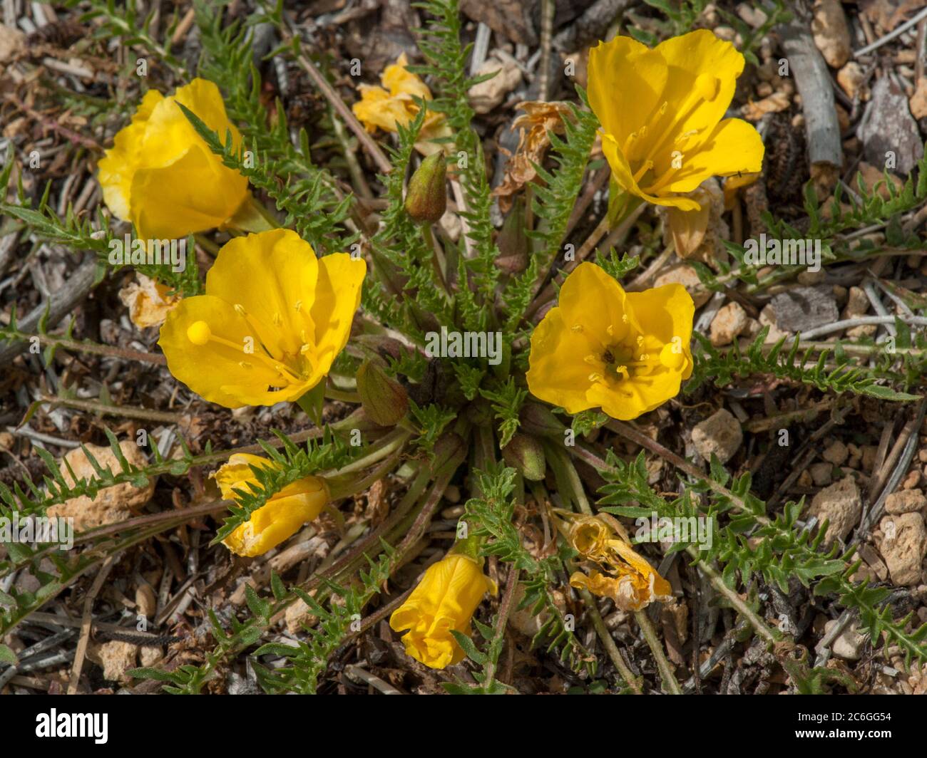 Tansy-Leaved Evening Primrose (Taraxia tanacetifolia, formerly known as Camissonia tanacetifolia) also called Suncups, found growing on the shore of W Stock Photo