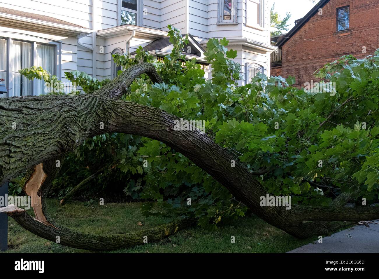 Fallen tree on street in front of old house after storm Stock Photo