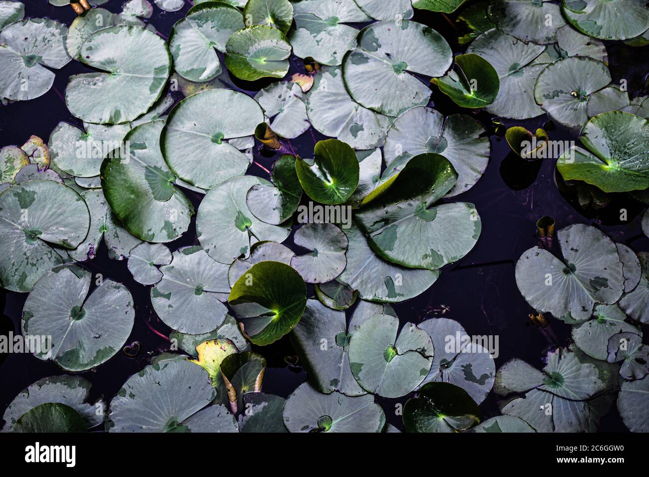 Lily pad floating on top hires stock photography and images Alamy