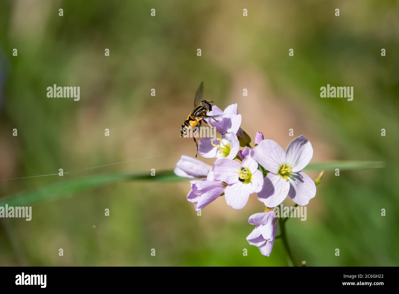 Sun Fly on Cuckooflowers in Springtime Stock Photo