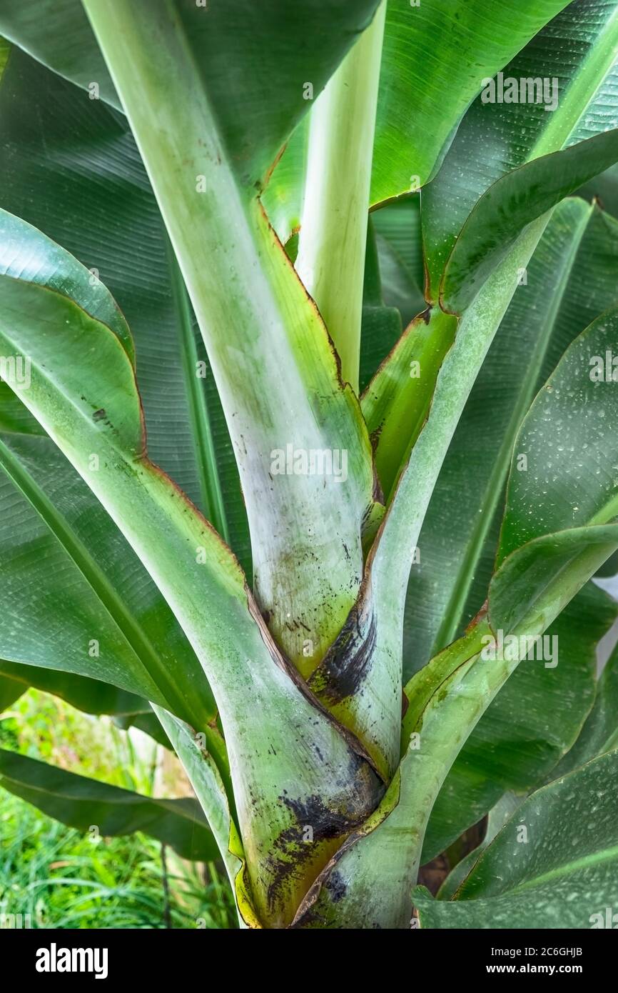 Banana Tree Stem and Leafs base Stock Photo Alamy