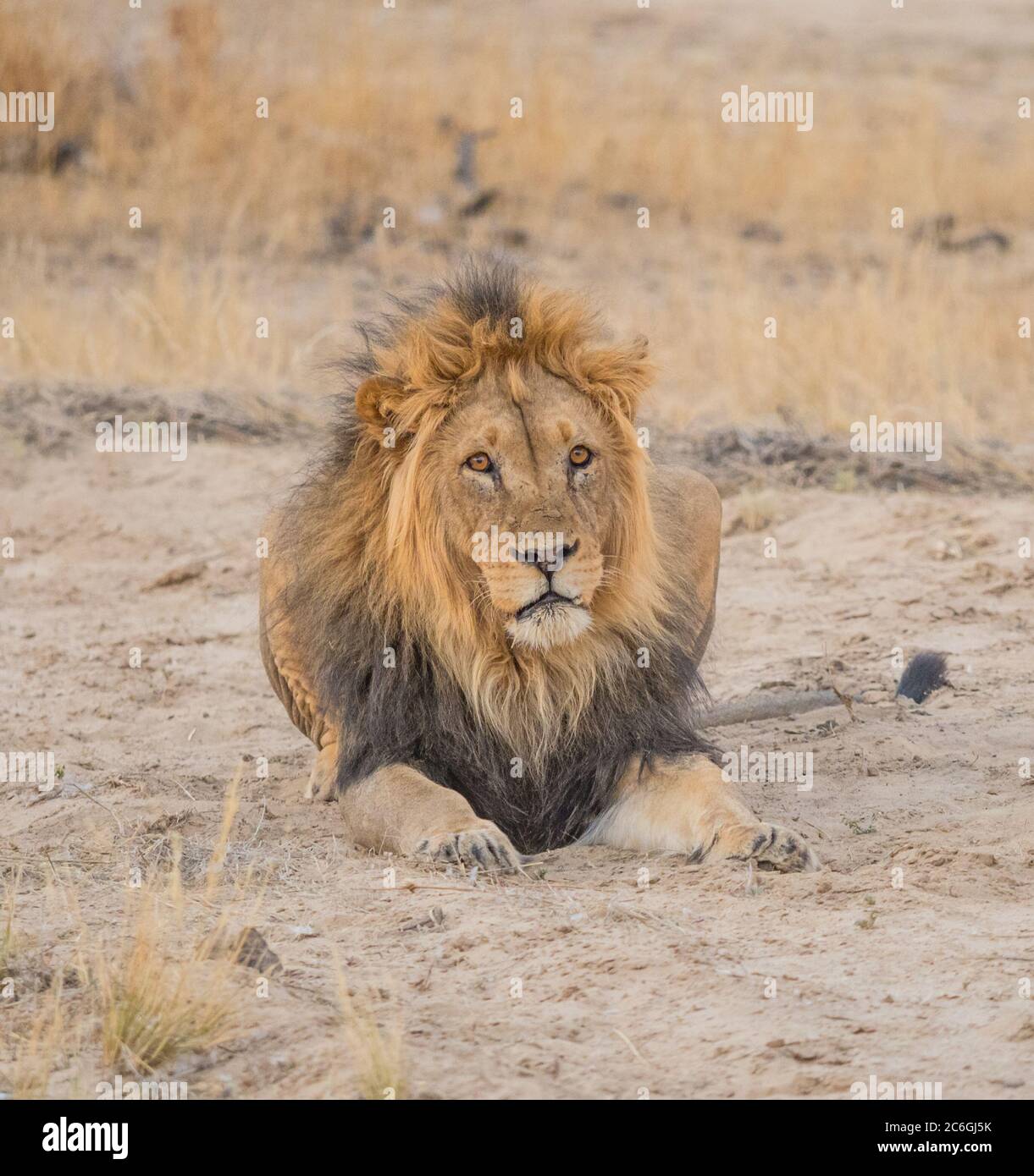 a-black-maned-lion-relaxing-in-the-kgalagadi-transfrontier-park-in-the