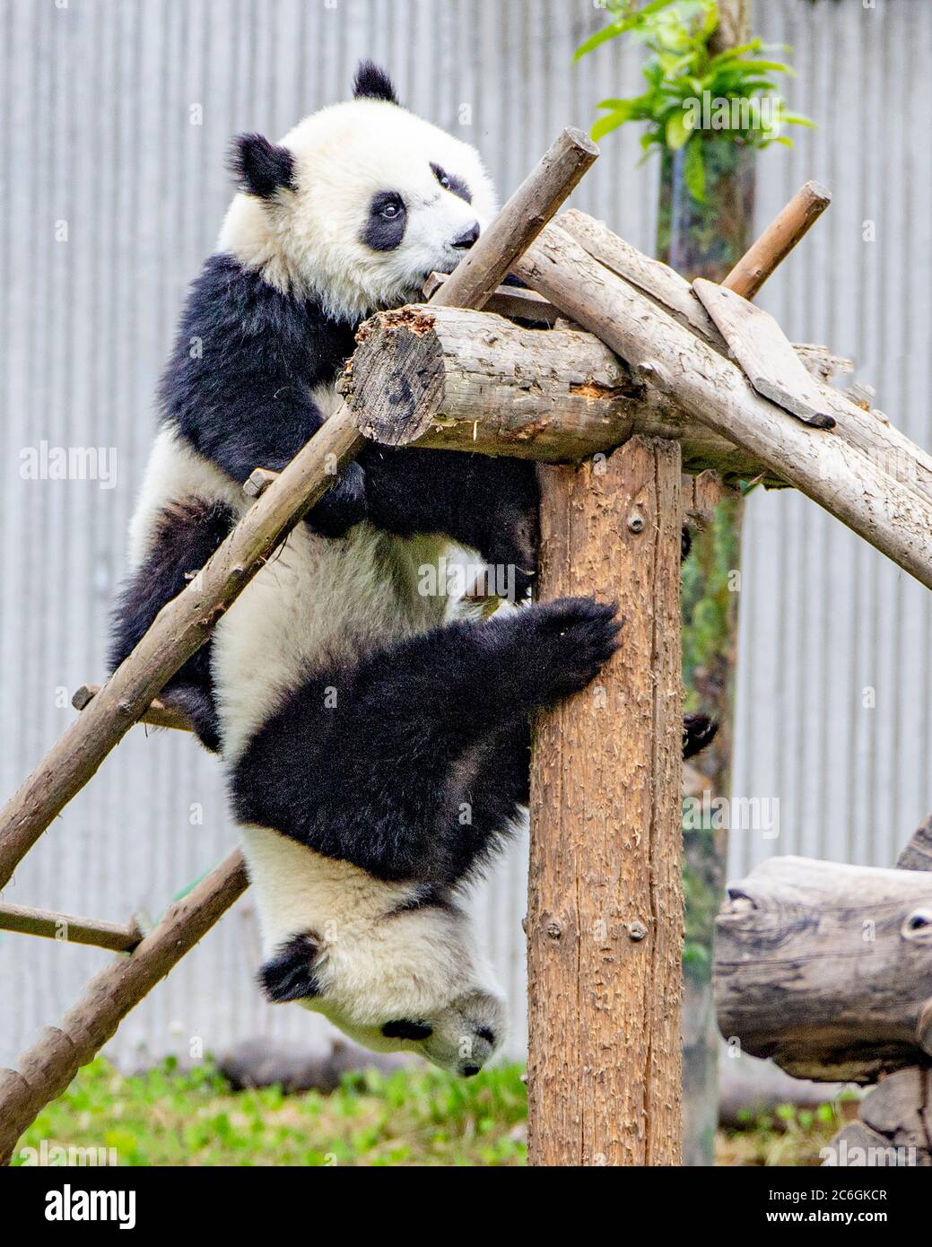 Pandascan 2024
