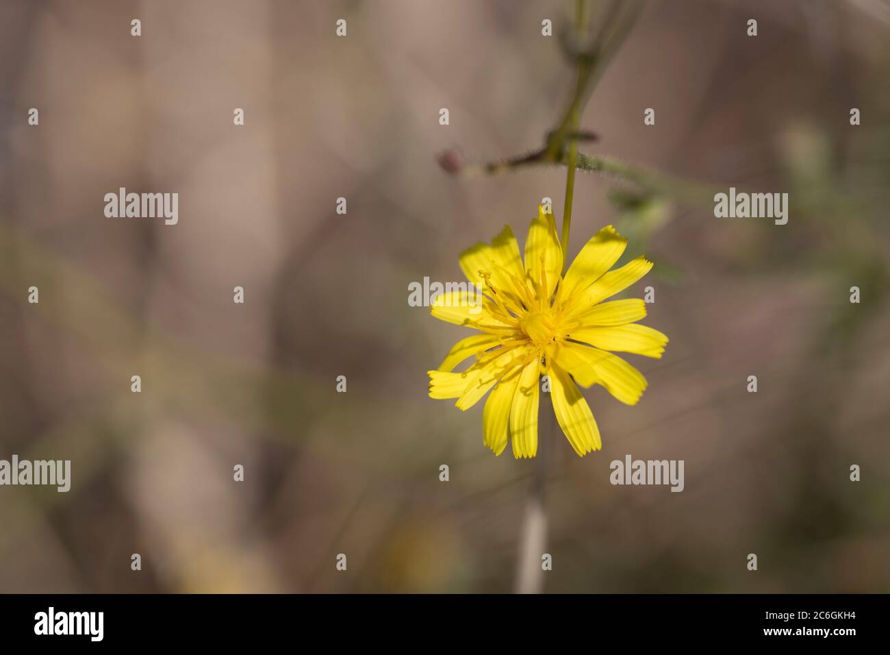 Close-up of the yellow flower, whose Latin name is crepis tectorum. Stock Photo