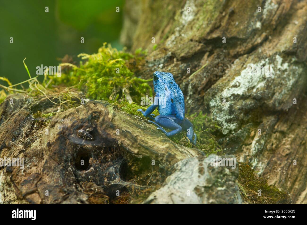 Tiny frog, micro frog, poison dart frog, Sky-blue, tropical frog, mini frog, poisonous, tiny but deadly, small but deadly, frog on plant, Stock Photo