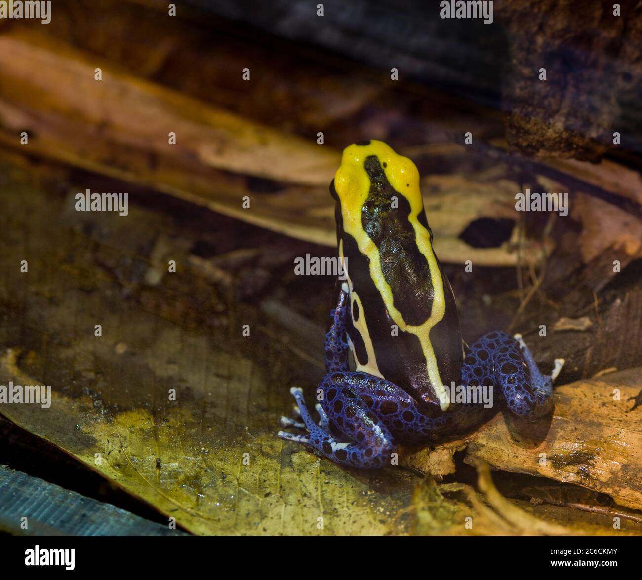 Tiny frog, Cryptophyllobates azureiventris, poison dart frog, colourful frog,tropical frog, poisonous, tiny but deadly, small but deadly,frog on plant Stock Photo