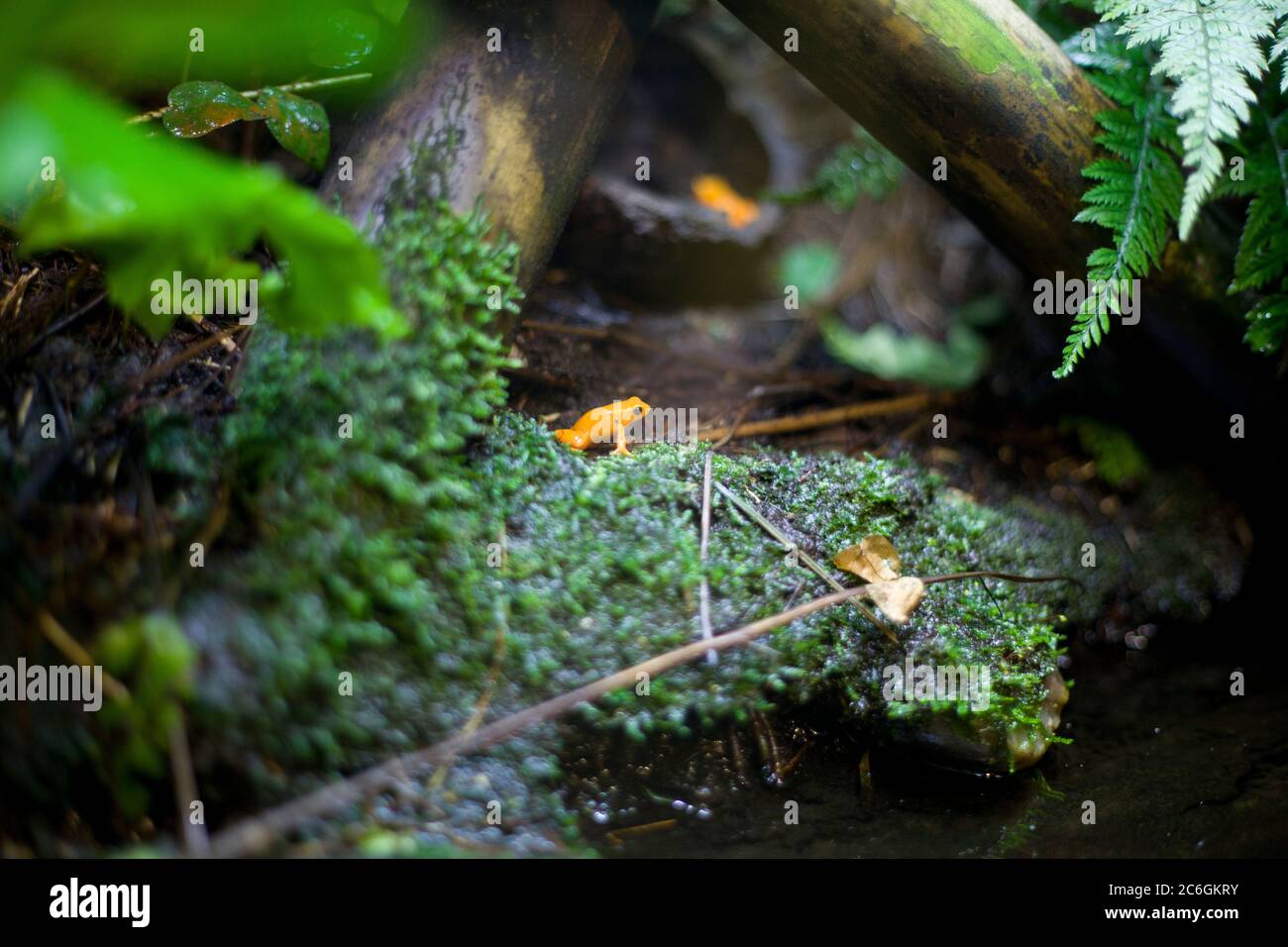 Tiny frog, Golden poison dart frog, colourful frog, tropical frog, mini frog, poisonous, tiny but deadly, small but deadly, frog on plant, golden frog Stock Photo