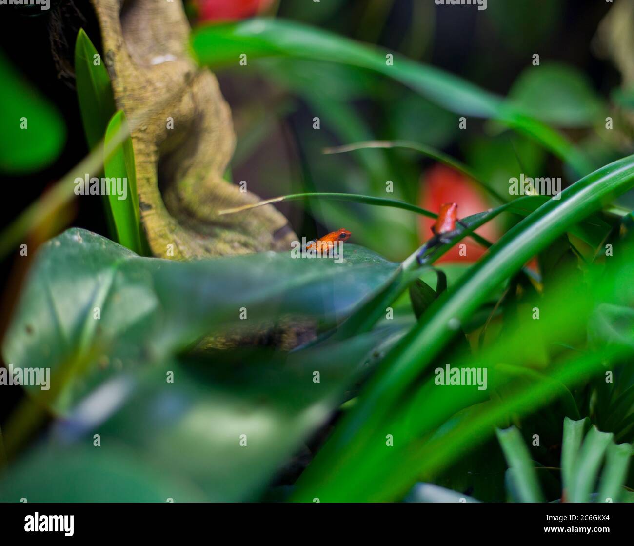 Tiny frog,  Ranitomeya, poison dart frog, colourful frog, tropical frog, mini frog, poisonous, tiny but deadly, small but deadly, frog on plant, Stock Photo