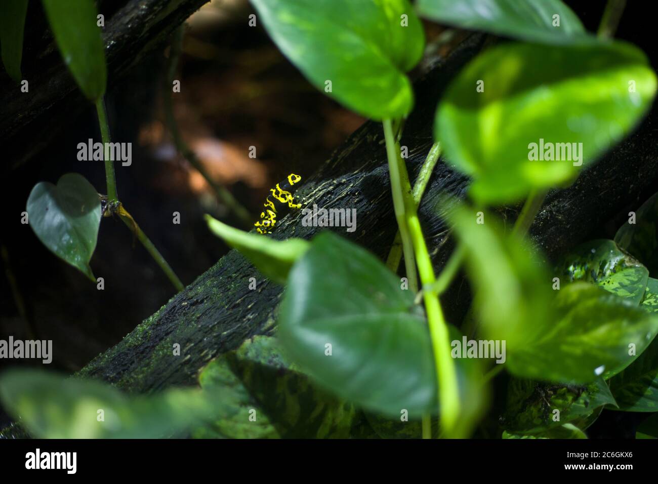 Tiny frog, yellow banded, poison dart frog, colourful frog, tropical frog, mini frog, poisonous, tiny but deadly, small but deadly, frog on plant, Stock Photo