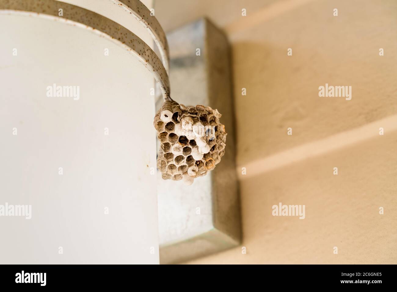 Empty wasp nest by outdoor lamp Stock Photo