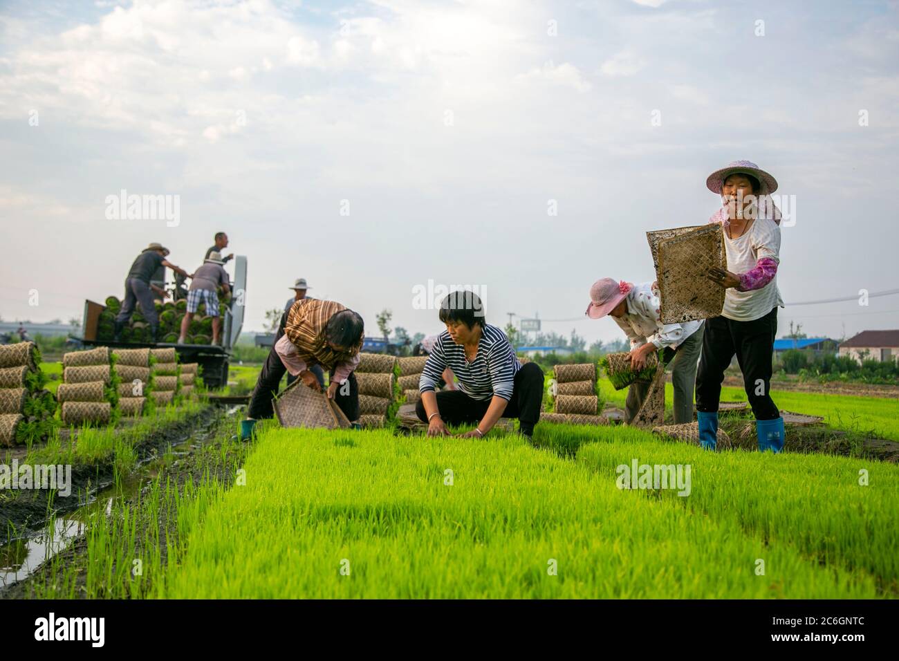 Chinese Rural Rice Farm China rice farming jiangsu hi-res stock photography and images - Alamy