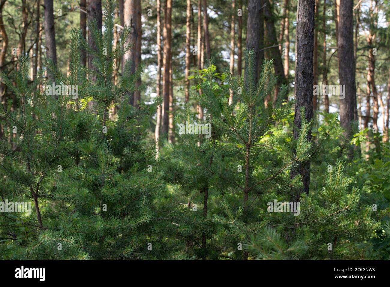 Forest pine trees summer day hi-res stock photography and images - Alamy