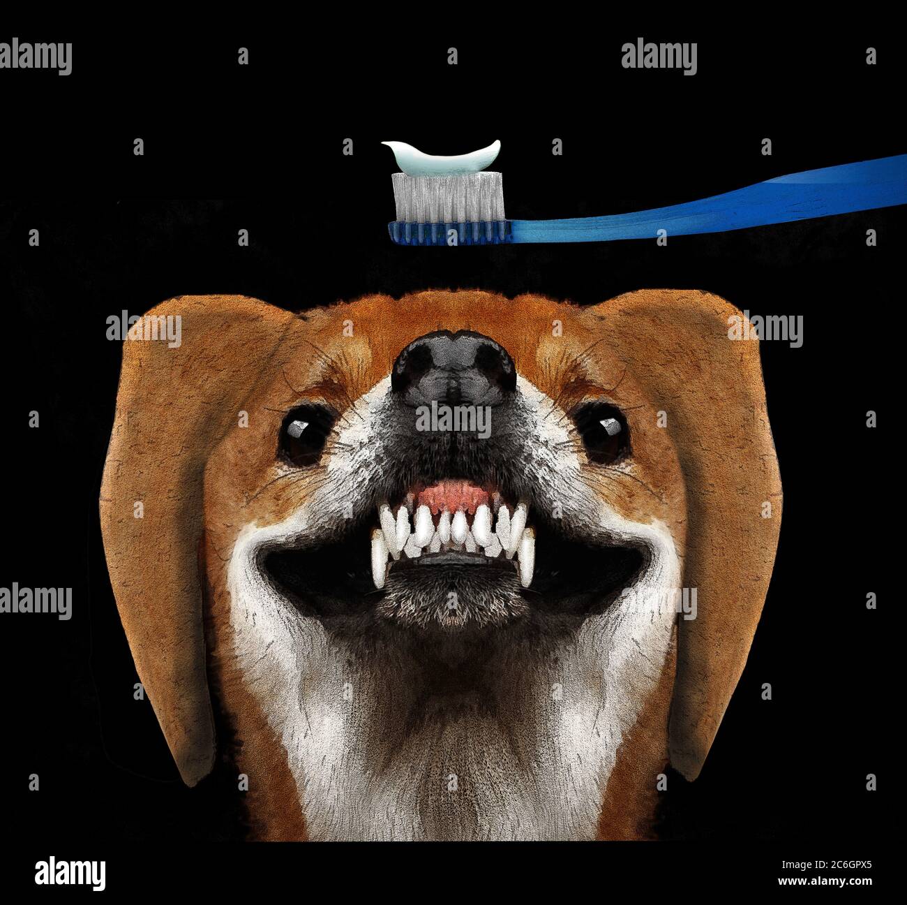 Bares its teeth hires stock photography and images Alamy