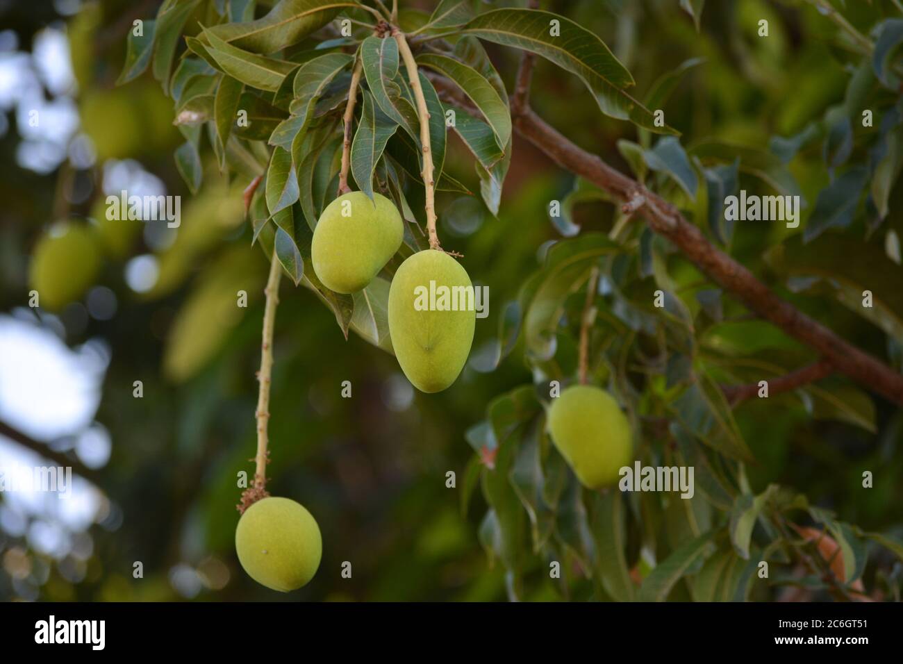 Mango tree mangoes growing plant hires stock photography and images
