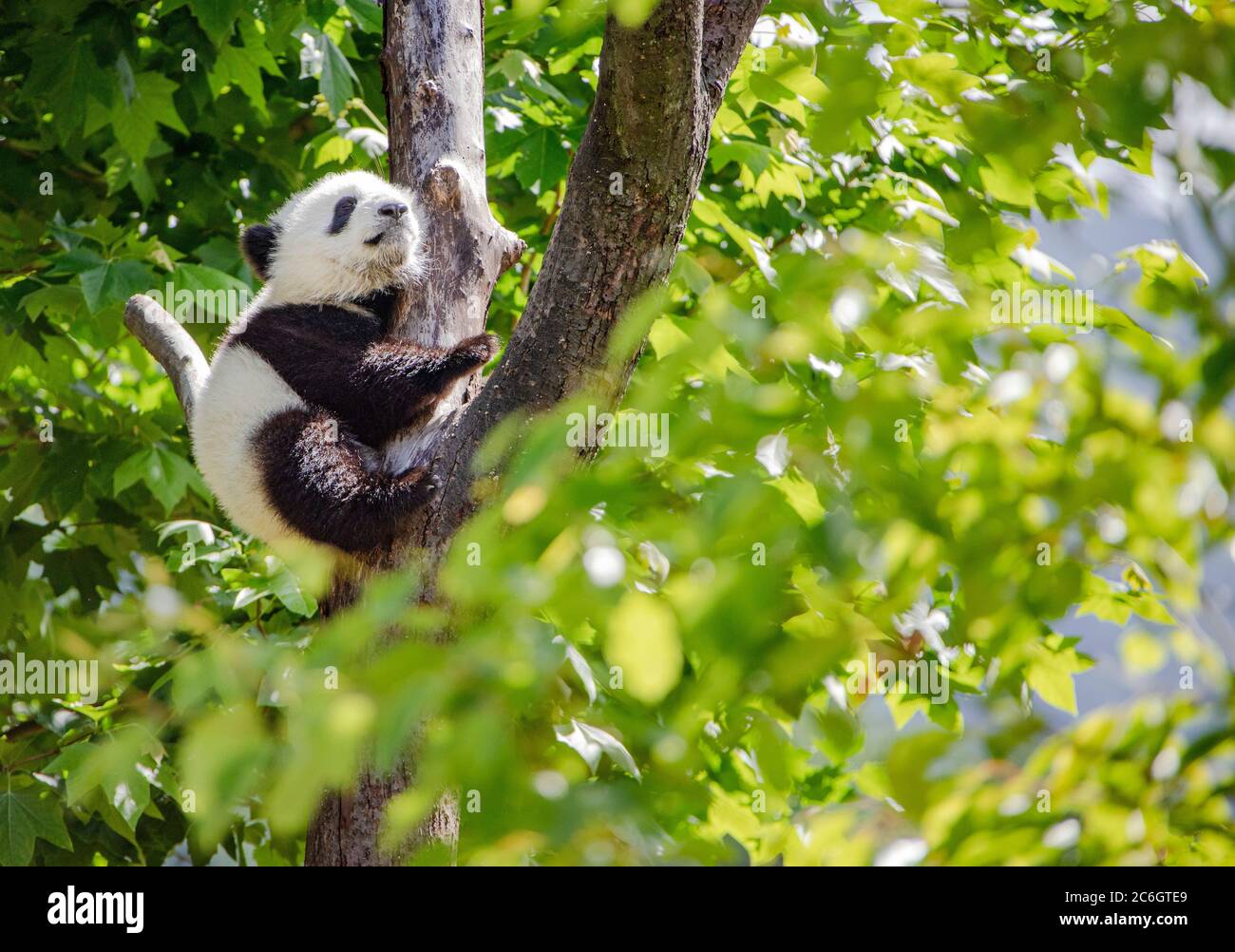 Photos taken between June 9 and June 10 show the giant pandas playing ...