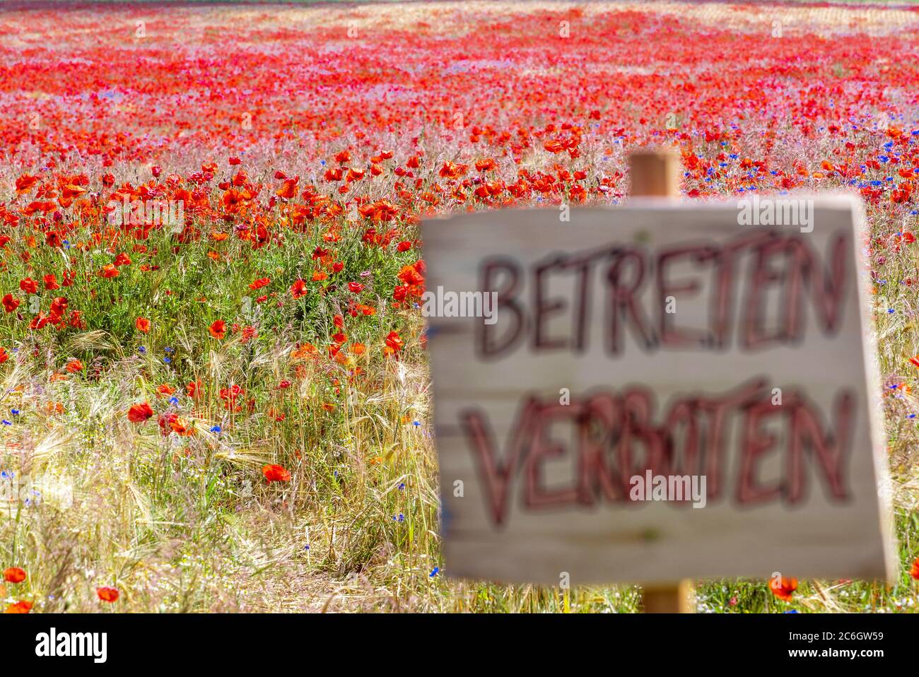Spitzkuhn, Germany. 23rd June, 2020. A wooden sign with the inscription 'No Trespassing' is placed at the edge of a field with flowering poppy plants. Credit: Jens Büttner/dpa-Zentralbild/ZB/dpa/Alamy Live News Stock Photo