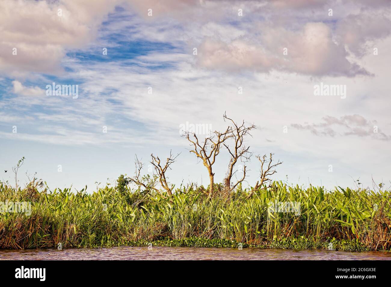 Wetlands in Nature Reserve Esteros del Ibera National Park, Colonia