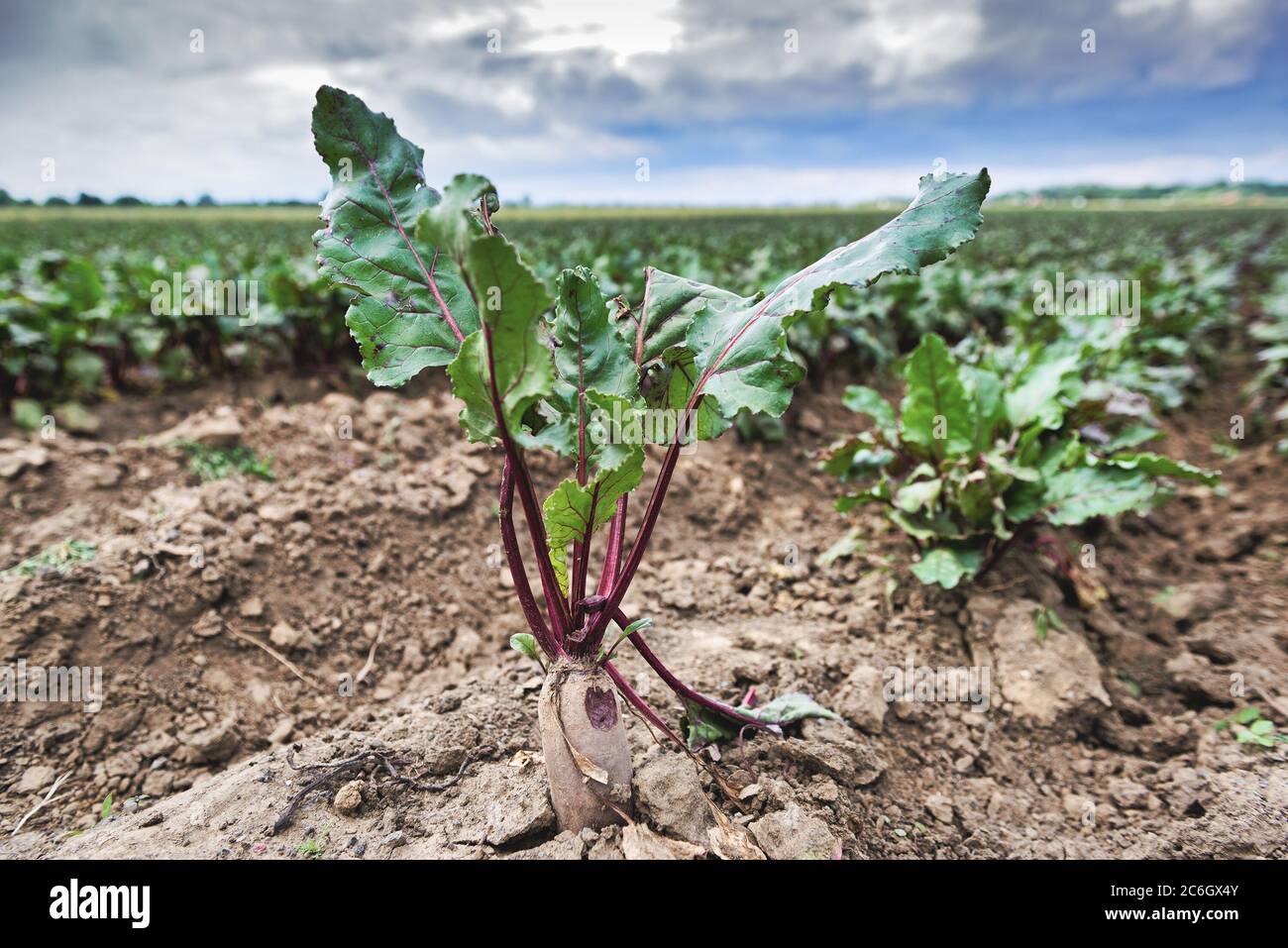 Row of green young beet leaves growth in organic farm. Fresh organic