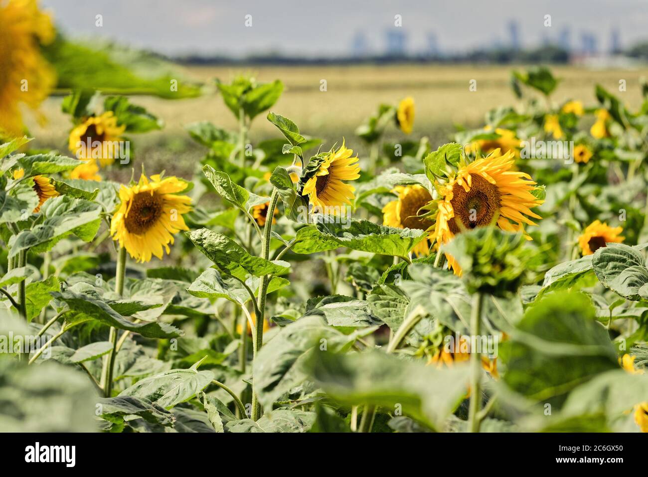 Field of yellow blooming sunflowers in the sun Stock Photo - Alamy