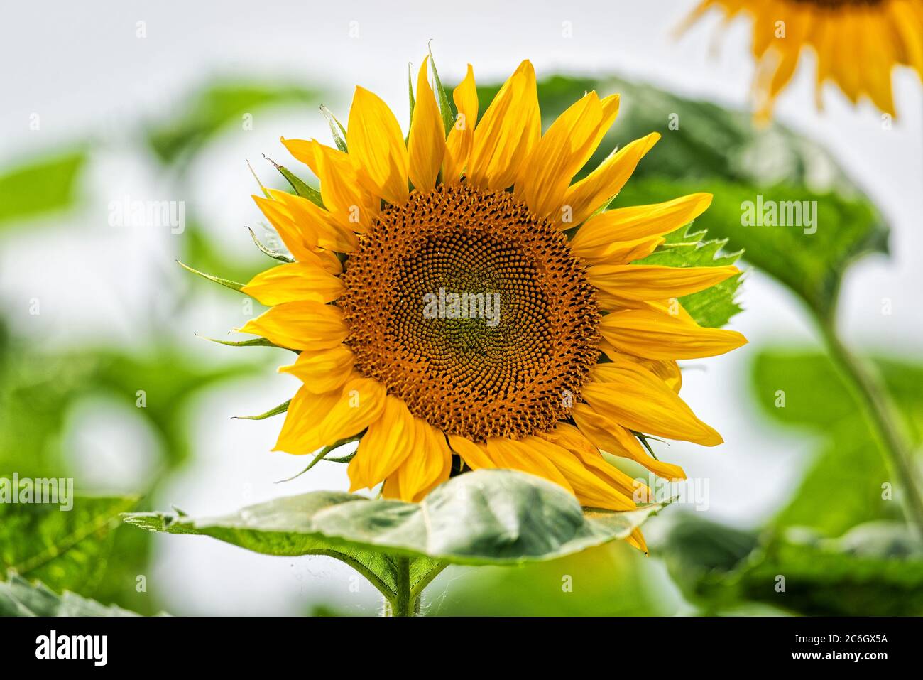 Field of yellow blooming sunflowers in the sun Stock Photo - Alamy